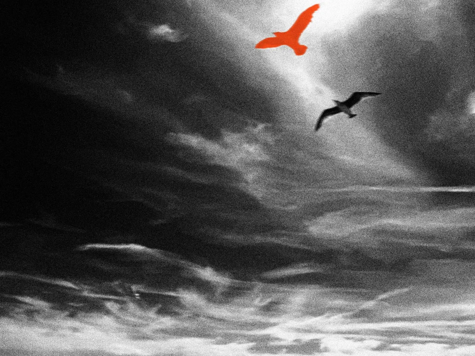Möwen am Himmel, eine davon in Orange